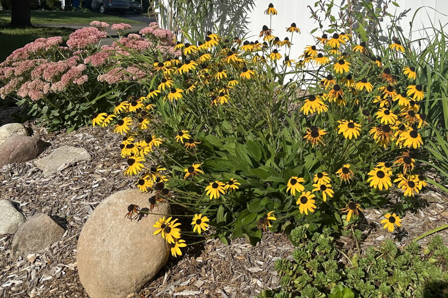 Black-eyed susan in the foreground with sedum and swamp milkweed in background of a perennial garden in Bristol, Connecticut September 2026.