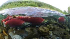Sockeye running up the Kenai River to spawn. (Photo by Kentaro Yasui / Flickr)