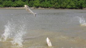 Asian carp jumping out of the Wabash River.