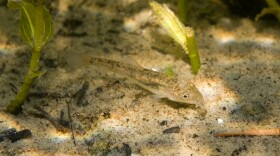 a baby fish with a stubby snout
