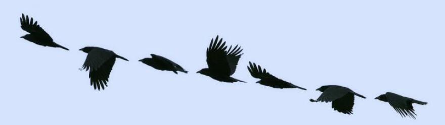 asthecrowflies_gemmferrane.jpg