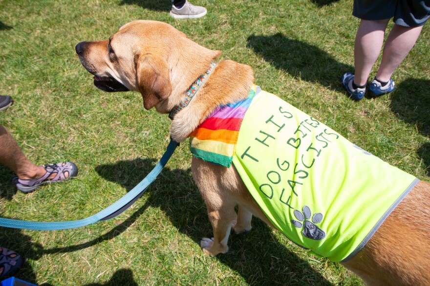 A photo of a blonde dog with reflective vest reading "this dog bites fascists" standing on sunny grass.