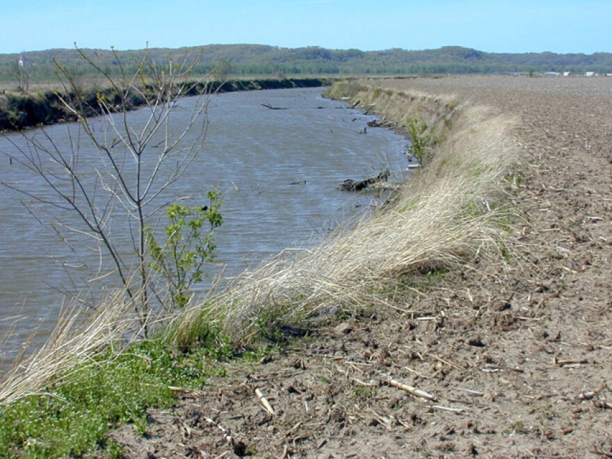 As part of the Conservation Reserve Program, farmers are paid to put in grassy strips to act as buffer zones along waterways. (Photo by Lester Graham)