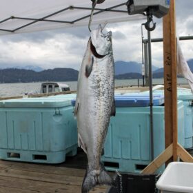 A king salmon weighs in at Auke Nu Cove in Juneau on Saturday, Aug. 13, 2022.