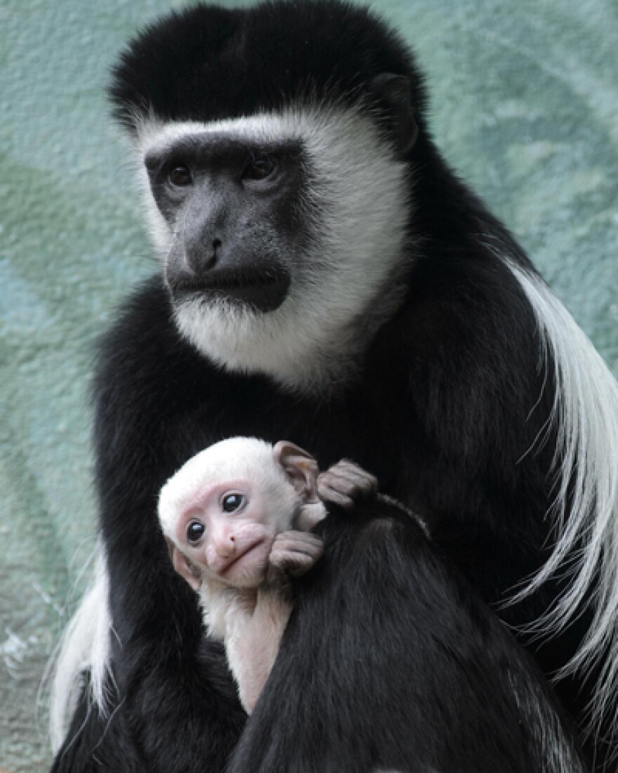 Monkey, New To Science, Found In Central Africa : The Two-Way : NPR