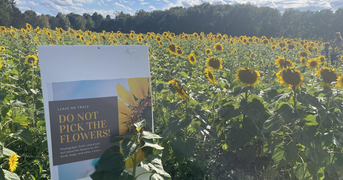 Update The Yellow Springs sunflower field is back! WYSO