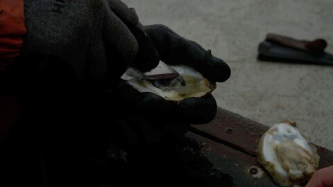 Sky Leger points to “mud blisters” — deposits of silt — inside a freshly opened oyster in Cameron, Louisiana, on Friday, January 23, 2026. Leger said the mud blisters ruin the oysters that were meant to be sold to local restaurants.