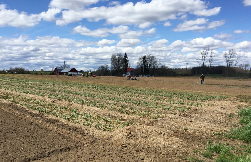 Farmers Wait, And Wait, For Guest Workers Amid H-2A Visa Delays ...