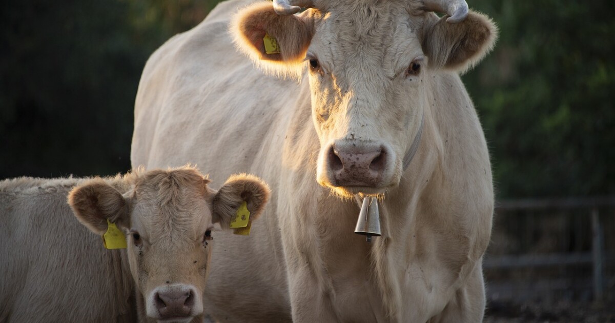 High heat can be cause for concern in Kentucky's agriculture community