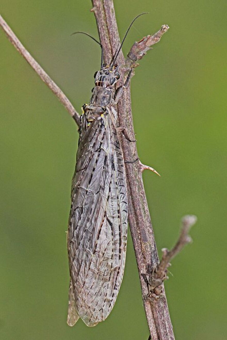 Fishfly