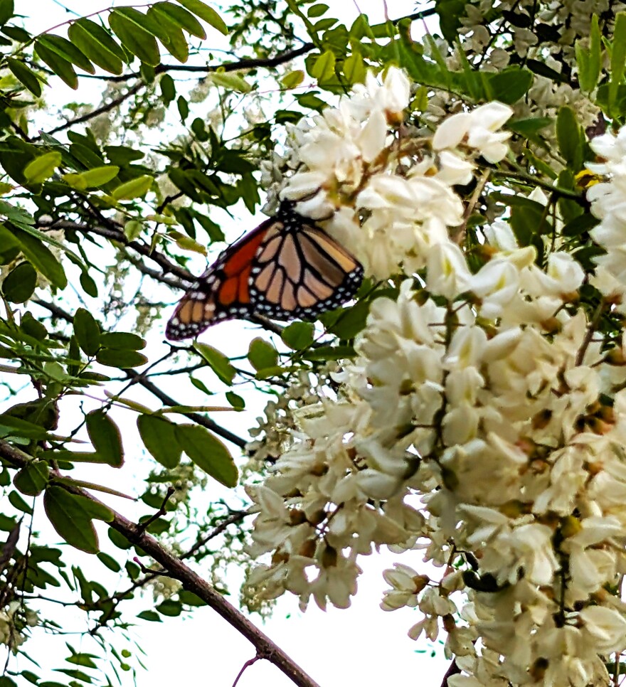 A monarch butterfly, one of many species considered of "greatest conservation need" in Virginia.