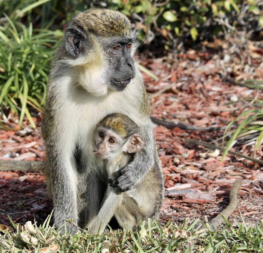 A monkey consoles a smaller, younger monkey