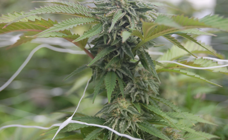 A commercial cannabis plant.