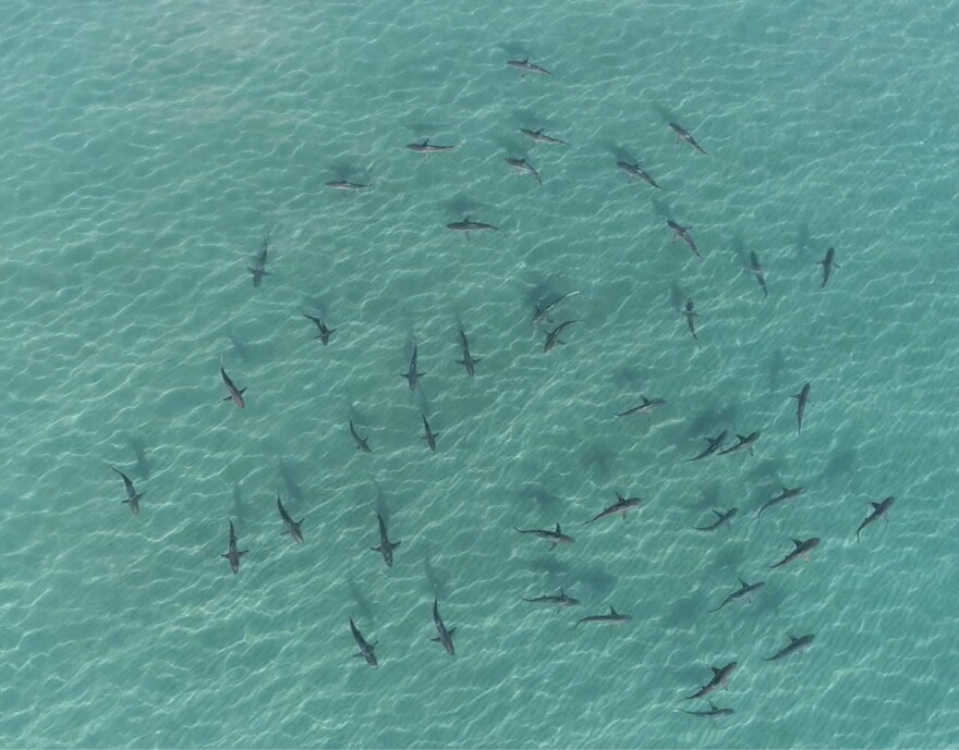 sky view of sharks swimming