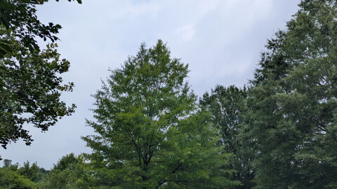 A variety of trees in a Roanoke neighborhood in the summer of 2026.