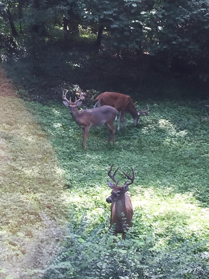 A trio of young bucks has been frequenting Julie Monroe's backyard in Kirkwood this year.