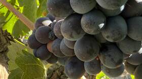Columbia Basin red wine grapes hang nearly ready to harvest on Aug. 21, 2025.