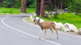 Deer crossing road.