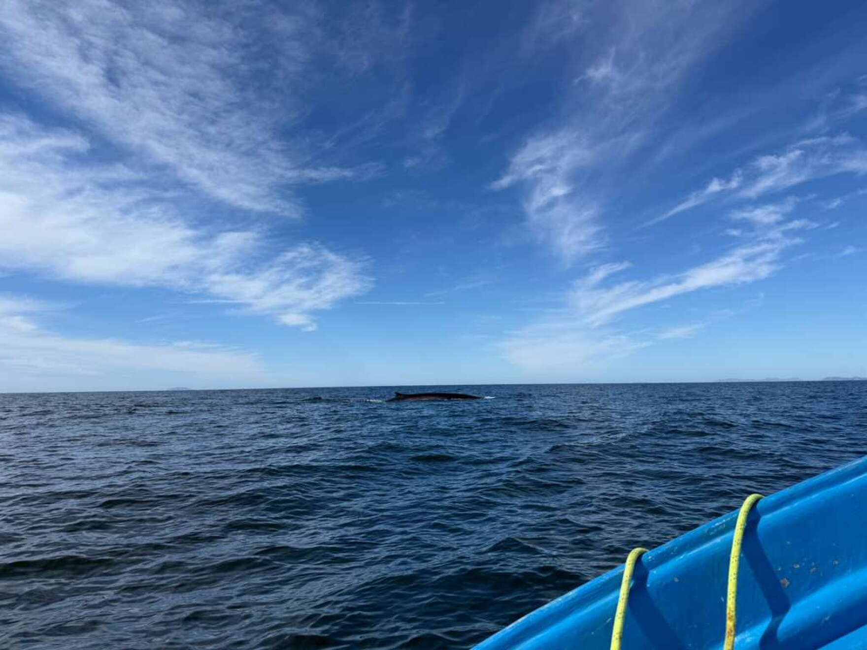Missing whales are a sign that ecosystems in the Gulf of California are ...