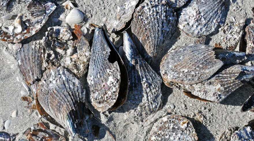 Atrina pen shell bivalves on a marine beach in Florida