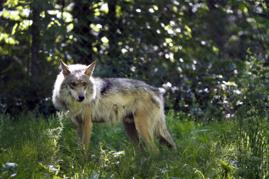 FILE - A Mexican gray wolf is seen in Eurkea, Mo., on May 20, 2019. U.S. wildlife managers are being sued over their new recovery plan for the endangered Mexican gray wolf, with a coalition of environmentalists saying the recently adopted court-ordered changes fail to address genetic concerns and limit the predators from roaming bigger swaths of the American Southwest. (AP Photo/Jeff Roberson, File)