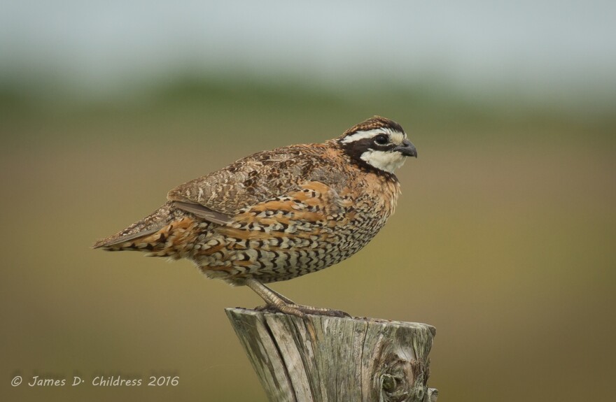 Northern_Bobwhite.jpg