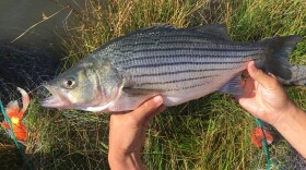 Wiper, like the one posted, are among the fish available in the Wasatch Mountain State Park community pond. The pond has lifted the daily bag limit from two to unlimited from now through the end of the year