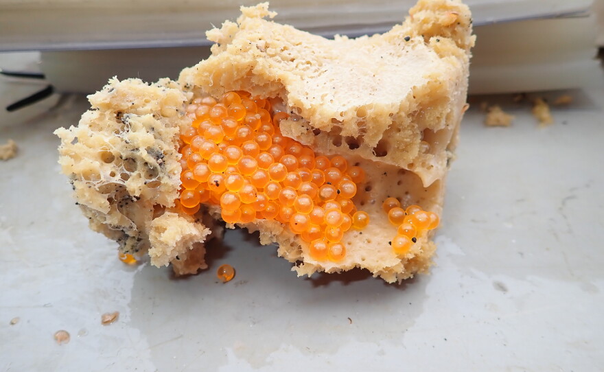 A sponge sample collected during the survey with fish eggs deposited in its complex structure.
