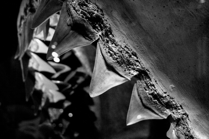 The human jaw strength of about 292 pounds of force feels impressive, but is nothing compared to the megalodon's 41,000 pounds