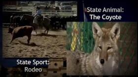 Images with two South Dakota symbols: a coyote picture and a rodeo. 