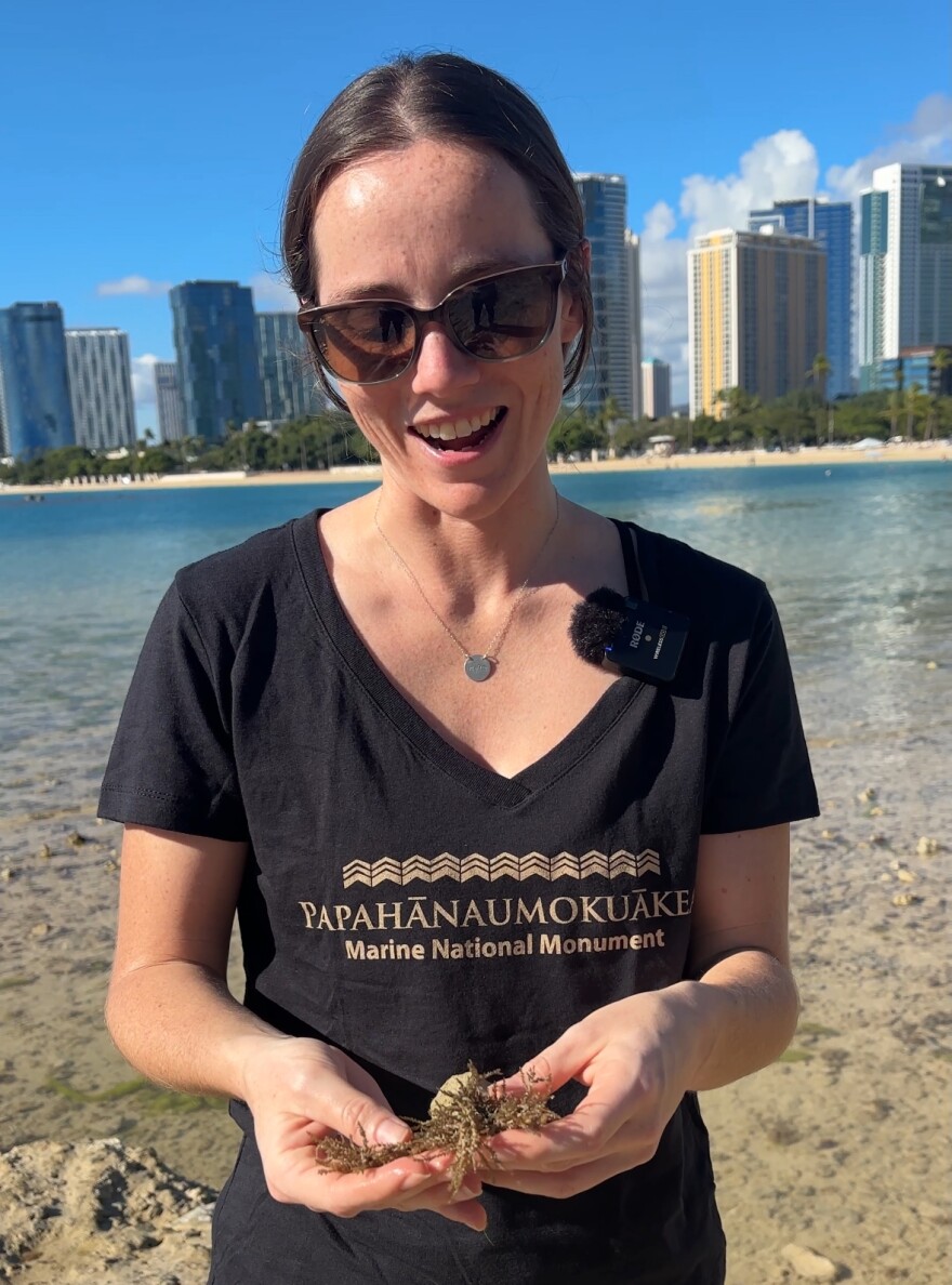 Taylor Williams from NOAA’s Office of National Marine Sanctuaries holds some Acanthophora spicifera on Dec. 10, 2025.