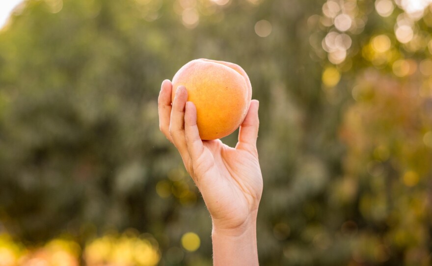 U-Pick Peaches event at the Paul L. Byrne Memorial University Farm on Wednesday, August 14, 2024 in Chico, Calif.