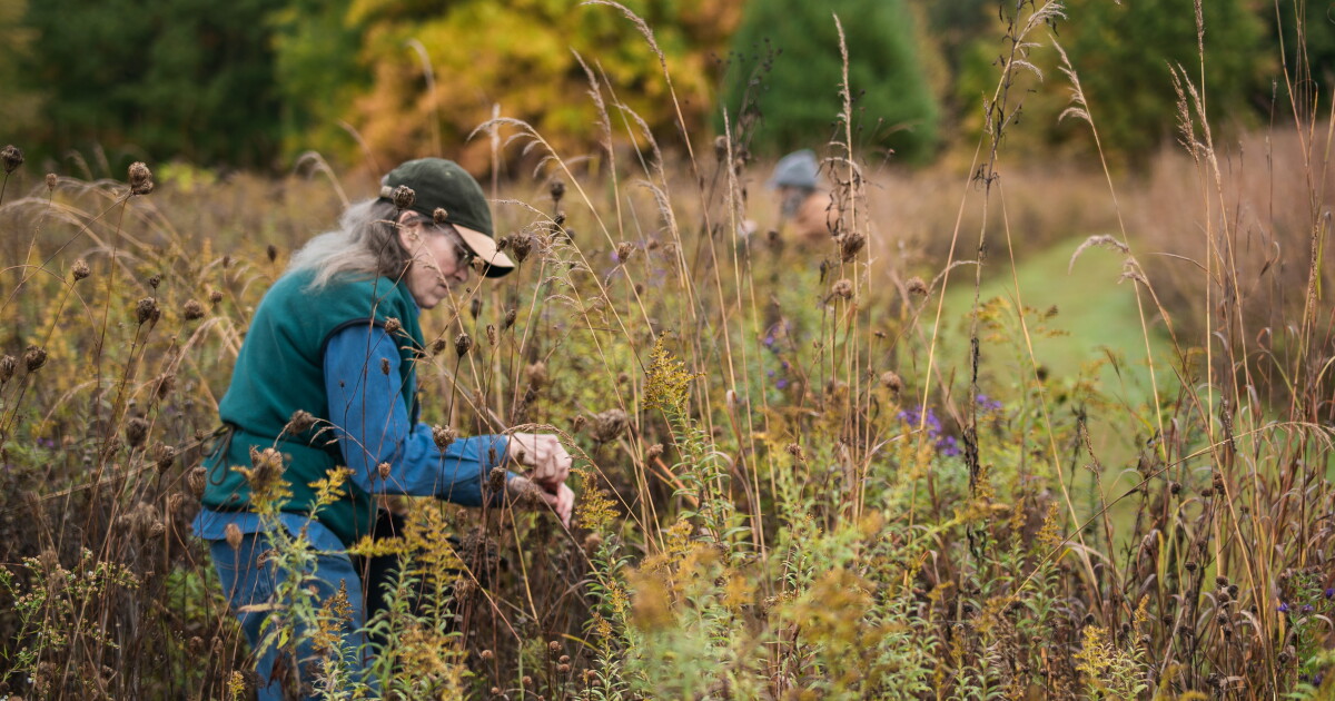 Seed collecting effort seeks to increase native grassland species