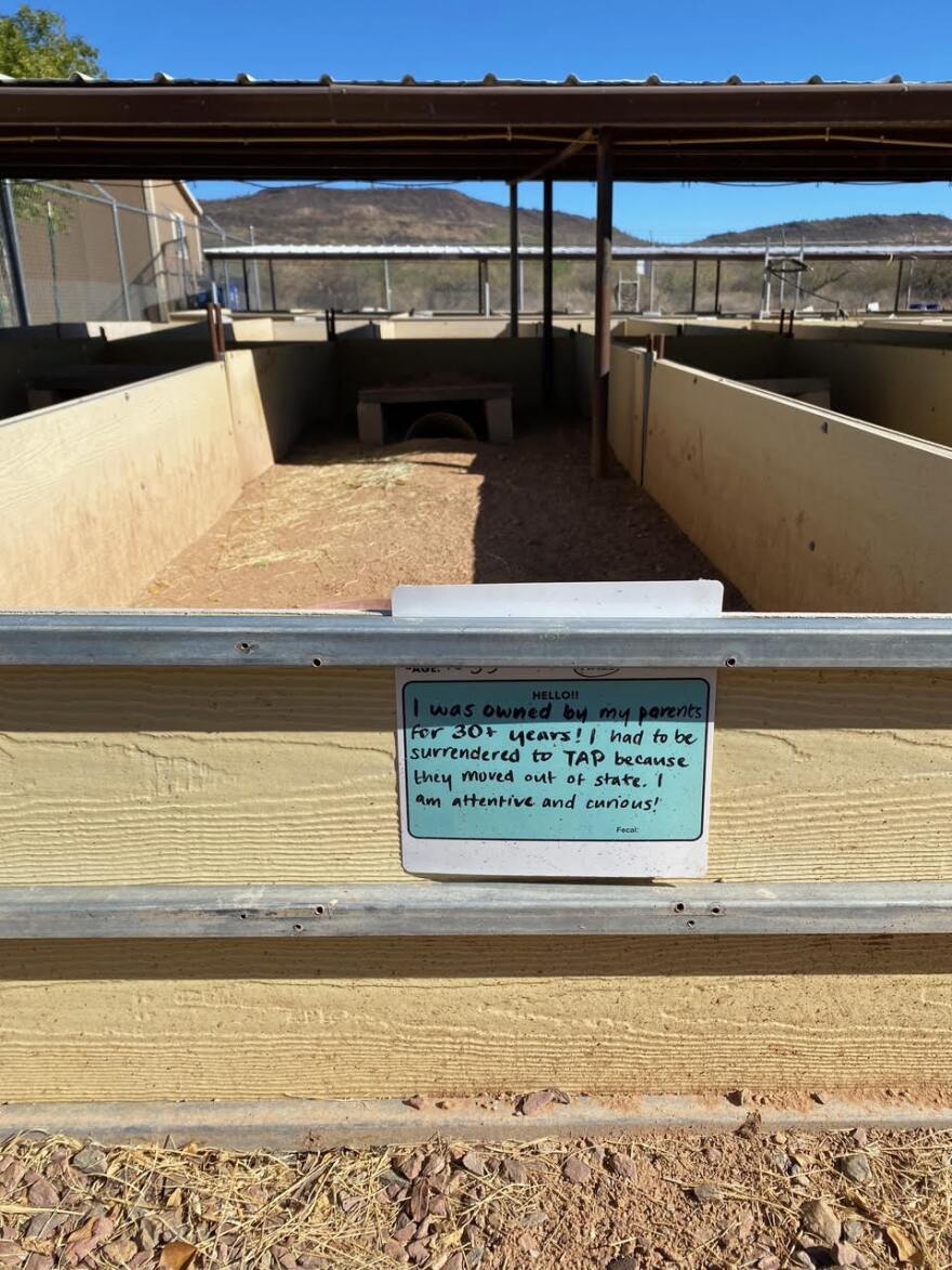 This enclosure is home to a single desert tortoise. His owners had him for 30 years before they had to relinquish him due to a move out of state.