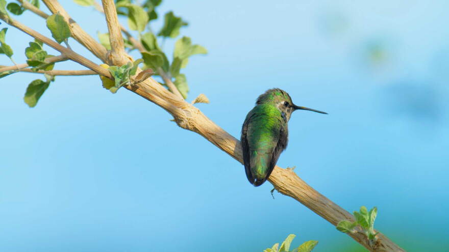 Hummingbird desert lavender hero