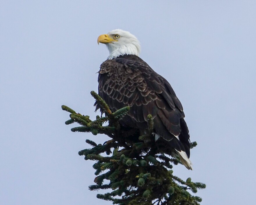  A bald eagle sits at the top of an evergreen