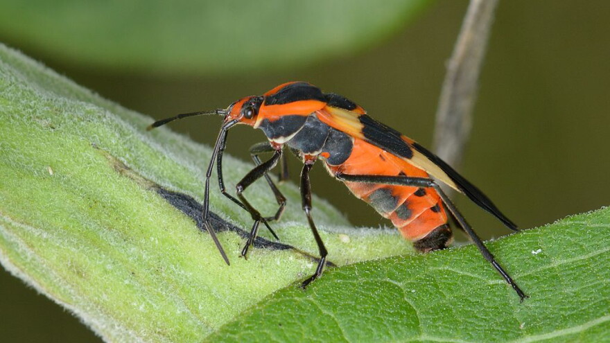 Large milkweed bug
