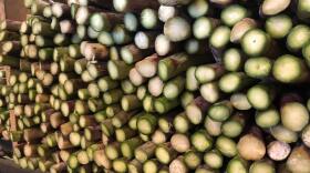 Washington asparagus is just starting to be cut, but farmers worry if their industry will hold on for the long haul. Cheaper imports from Mexico and Peru are putting pressure on Washington, California and Michigan farmers. ANNA KING / NW NEWS NETWORK