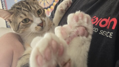 A cat bein held like a baby, with its two back feet in the foreground. Each paw has seven toes.