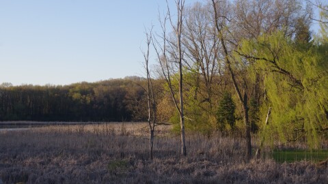Asylum Lake Preserve in spring. Bare trees in the marsh area surrounded by green trees.