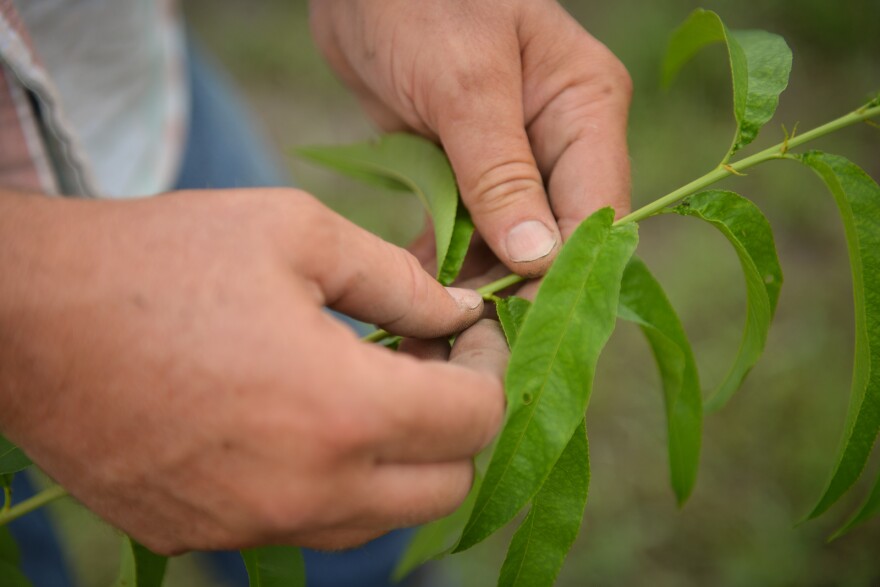 Mark Tubby demonstrates how freezing weather affects the leaves and fruit buds of a peach tree.