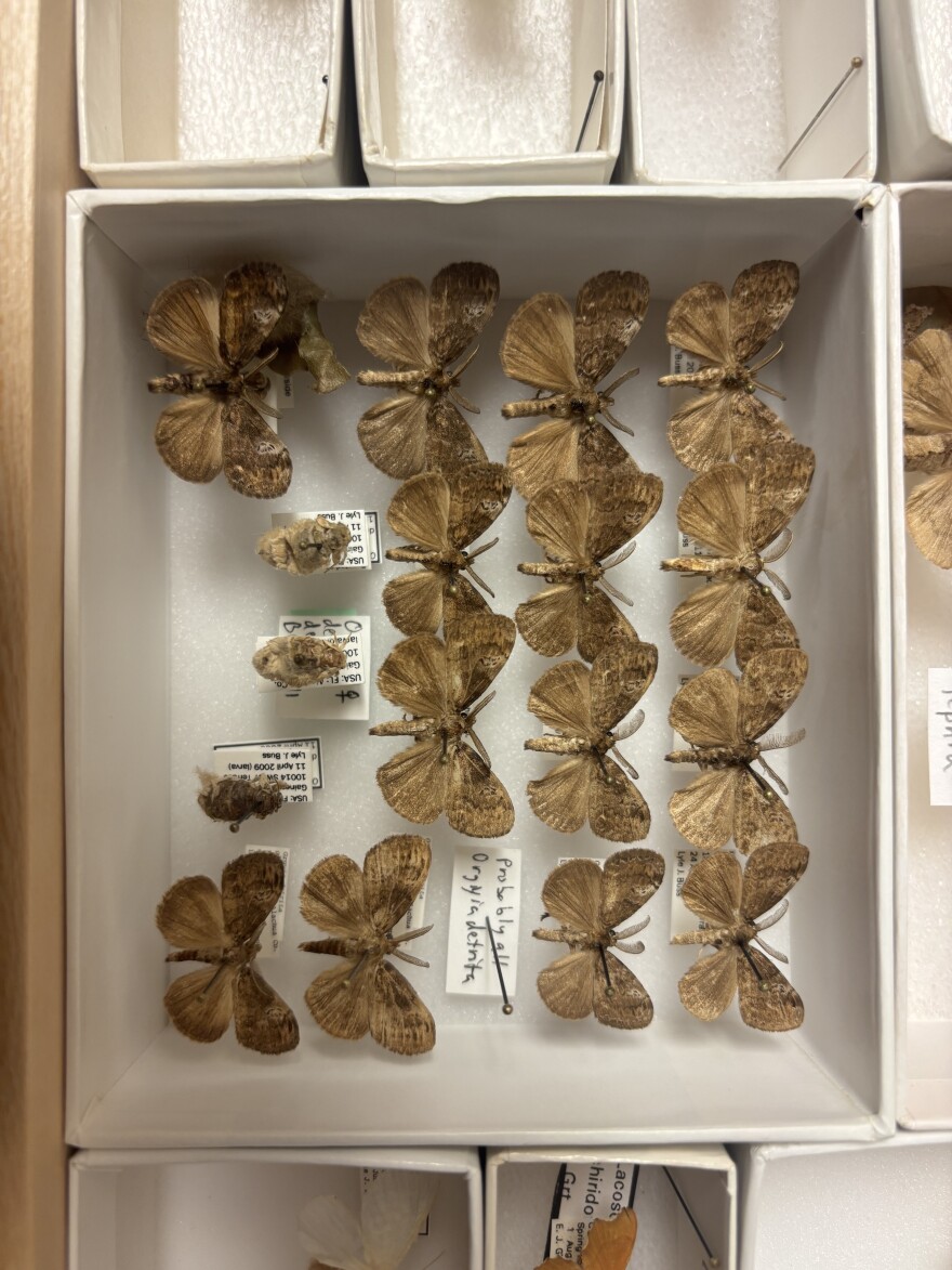 A case of preserved tussock moth specimens is displayed at the University of Florida Nematology Department in Gainesville, Fla., Thursday, April 2, 2026. The bottom three are female moths without wings, while the others are males with wings. (Annaleis Holz/WUFT News)