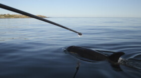 Researchers used a boom to collect exhalation samples from ailing orca J50 on July 21, 2018.