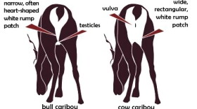 Visual differences between caribou bulls and cows