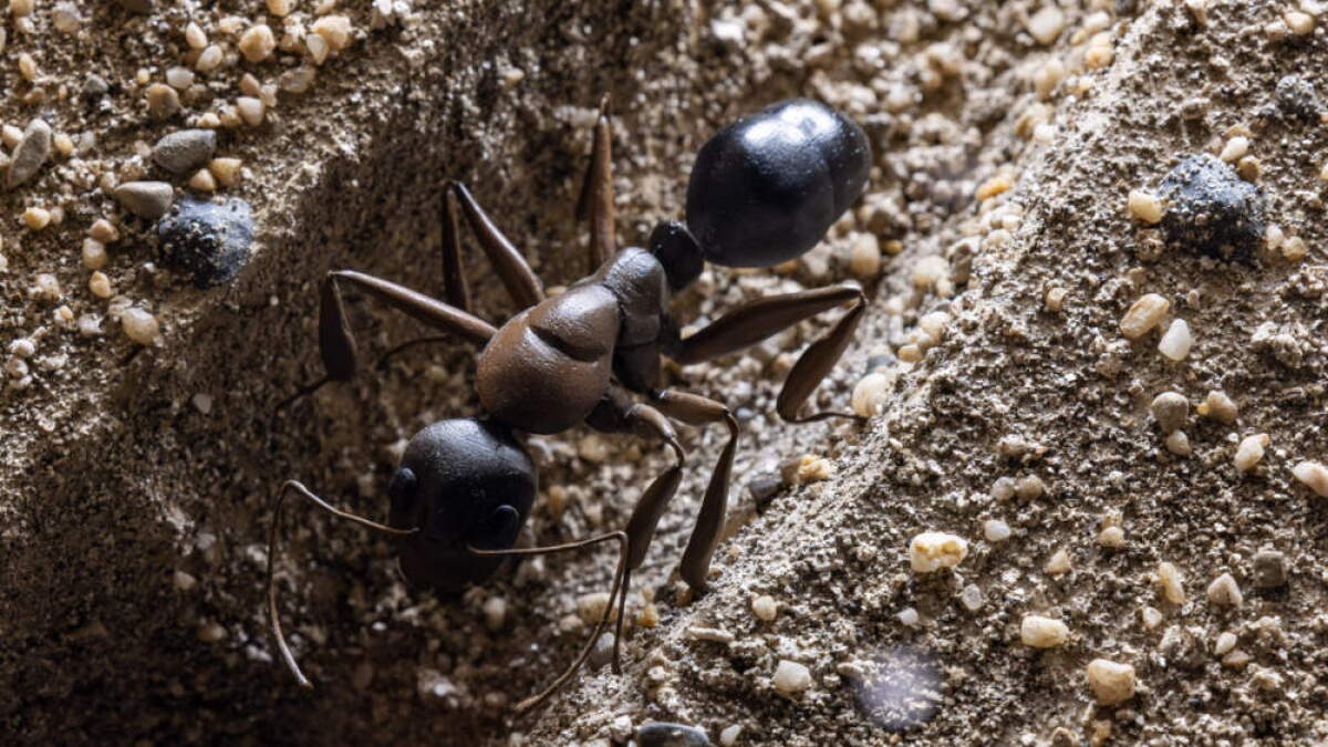 Disguised ambush, subterranean graveyards, unusual powers. Welcome KUZIRA 黒 XL EXTRA SHOW ANTS アンツ