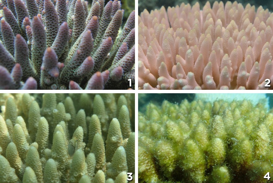 Photo (1) shows healthy coral. It's then seen bleached (2). Photo (3) shows dead coral with a film of algae, which grows thicker in photo (4).