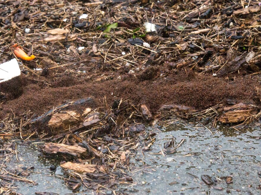 What To Do When Facing A Floating Ball Of Fire Ants | WLRN