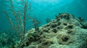 Boulder coral grows. (Dan Mele)
