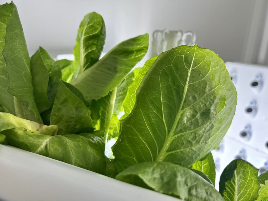 Butterhead lettuce peaks out of a hydroponic tower at a classroom in Lima City Schools' agricultural center.