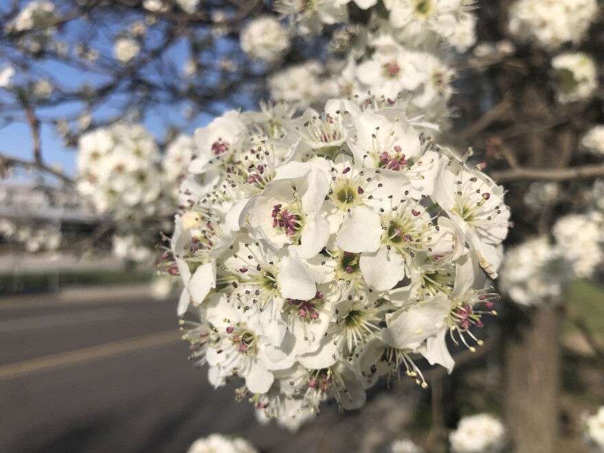 Blossoms on a Bradford pear tree